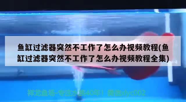 魚缸過濾器突然不工作了怎么辦視頻教程(魚缸過濾器突然不工作了怎么辦視頻教程全集)