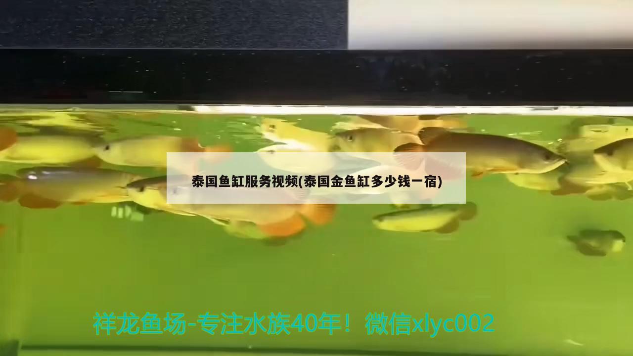 泰國魚缸服務(wù)視頻(泰國金魚缸多少錢一宿)