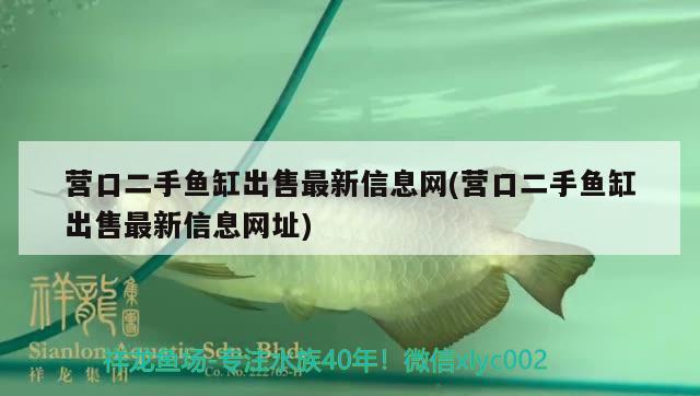 營口二手魚缸出售最新信息網(wǎng)(營口二手魚缸出售最新信息網(wǎng)址) 紅白錦鯉魚