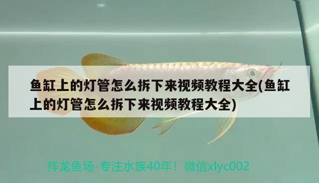 魚缸上的燈管怎么拆下來視頻教程大全(魚缸上的燈管怎么拆下來視頻教程大全) 三間鼠魚苗