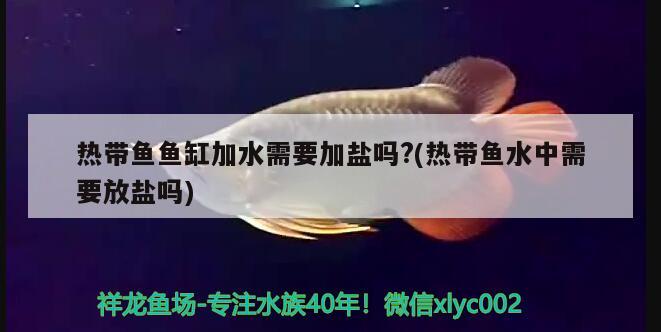 熱帶魚魚缸加水需要加鹽嗎?(熱帶魚水中需要放鹽嗎)