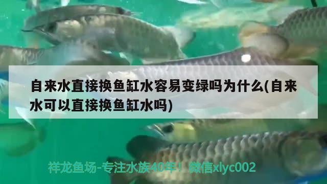 自來水直接換魚缸水容易變綠嗎為什么(自來水可以直接換魚缸水嗎) 白子金龍魚