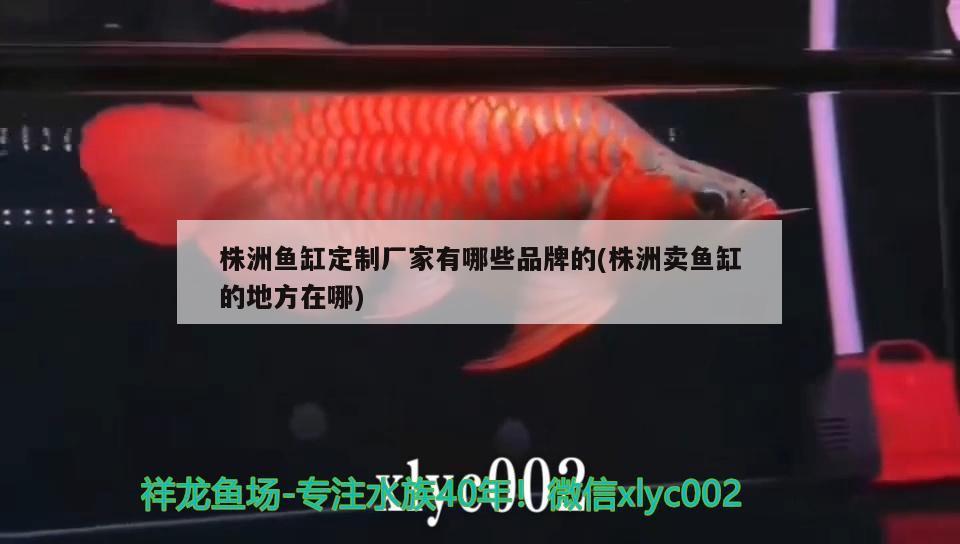 株洲魚缸定制廠家有哪些品牌的(株洲賣魚缸的地方在哪)