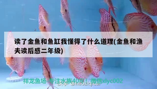 讀了金魚和魚缸我懂得了什么道理(金魚和漁夫讀后感二年級(jí))