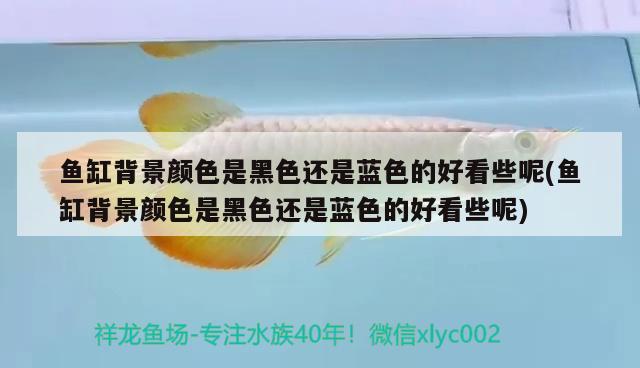 魚缸背景顏色是黑色還是藍(lán)色的好看些呢(魚缸背景顏色是黑色還是藍(lán)色的好看些呢)