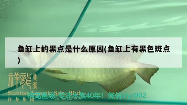 魚缸上的黑點是什么原因(魚缸上有黑色斑點) 夢幻雷龍魚