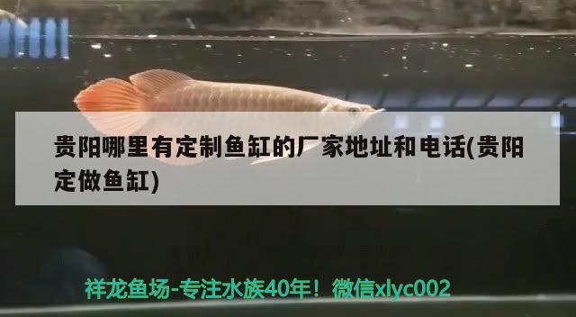 貴陽(yáng)哪里有定制魚(yú)缸的廠家地址和電話(貴陽(yáng)定做魚(yú)缸)