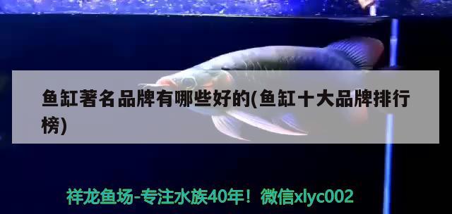 魚缸著名品牌有哪些好的(魚缸十大品牌排行榜) 黃金達(dá)摩魚