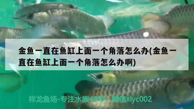 金魚一直在魚缸上面一個(gè)角落怎么辦(金魚一直在魚缸上面一個(gè)角落怎么辦啊) 龍魚芯片掃碼器