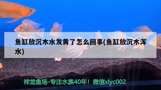 魚缸放沉木水發(fā)黃了怎么回事(魚缸放沉木渾水) 黃金貓魚