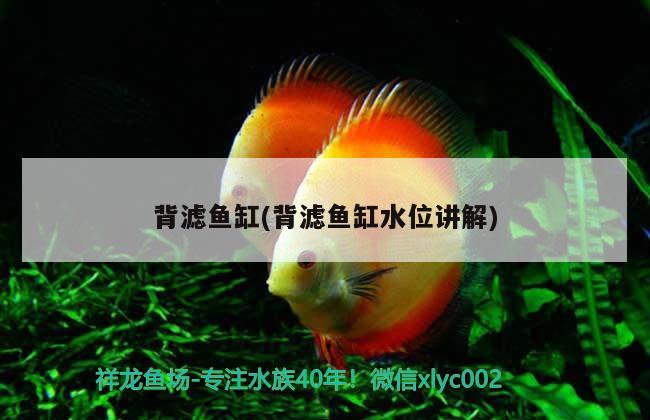 背濾魚缸(背濾魚缸水位講解) 銀河星鉆魚