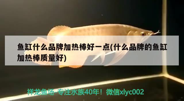 魚缸什么品牌加熱棒好一點(diǎn)(什么品牌的魚缸加熱棒質(zhì)量好) 帝王血鉆魚