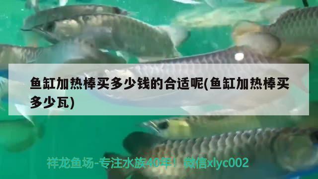 魚缸加熱棒買多少錢的合適呢(魚缸加熱棒買多少瓦) 過背金龍魚