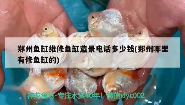 鄭州魚(yú)缸維修魚(yú)缸造景電話多少錢(qián)(鄭州哪里有修魚(yú)缸的) 過(guò)濾設(shè)備