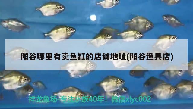 陽谷哪里有賣魚缸的店鋪地址(陽谷漁具店) B級過背金龍魚 第1張