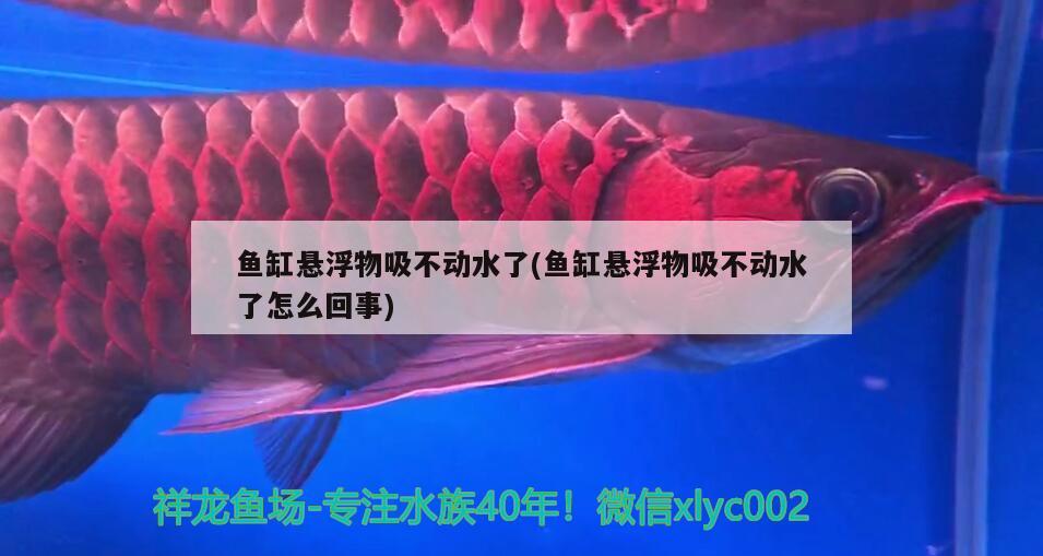 魚缸懸浮物吸不動水了(魚缸懸浮物吸不動水了怎么回事)