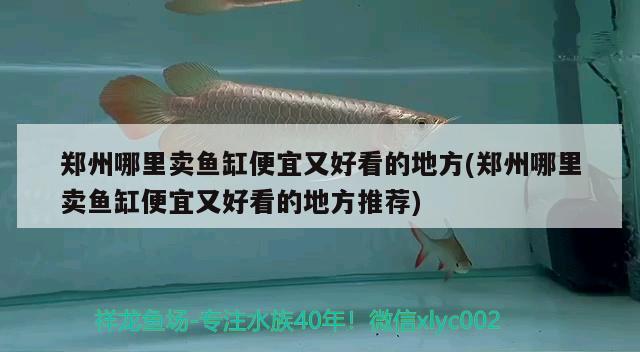 鄭州哪里賣魚缸便宜又好看的地方(鄭州哪里賣魚缸便宜又好看的地方推薦) 印尼虎苗