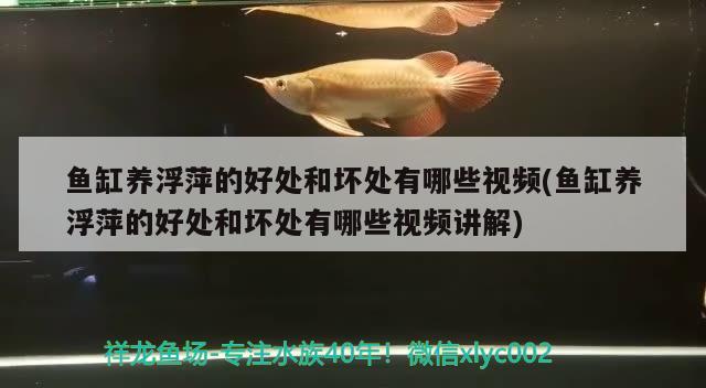 魚缸養(yǎng)浮萍的好處和壞處有哪些視頻(魚缸養(yǎng)浮萍的好處和壞處有哪些視頻講解) 海象魚