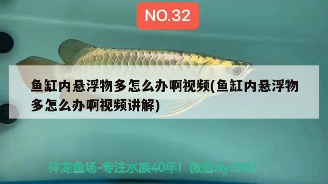 魚缸內(nèi)懸浮物多怎么辦啊視頻(魚缸內(nèi)懸浮物多怎么辦啊視頻講解)