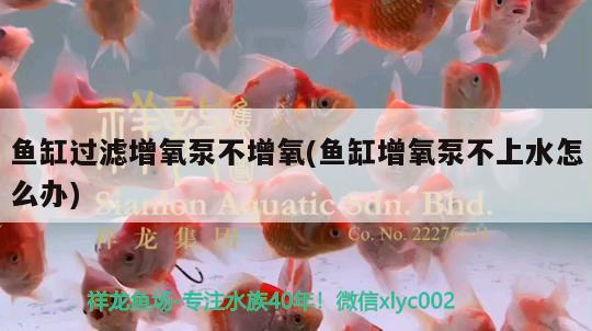 魚缸過濾增氧泵不增氧(魚缸增氧泵不上水怎么辦) 申古三間魚