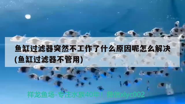 魚缸過濾器突然不工作了什么原因呢怎么解決(魚缸過濾器不管用) 暹羅巨鯉