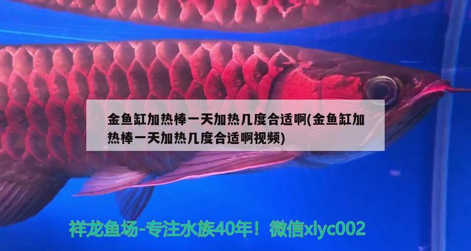 金魚(yú)缸加熱棒一天加熱幾度合適啊(金魚(yú)缸加熱棒一天加熱幾度合適啊視頻) 祥龍龍魚(yú)魚(yú)糧