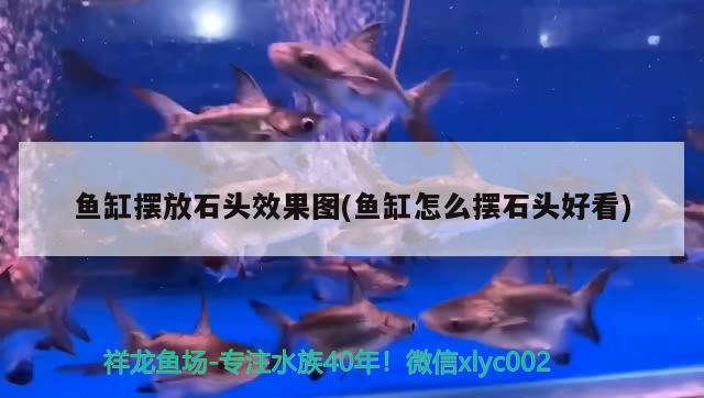 魚缸擺放石頭效果圖(魚缸怎么擺石頭好看)