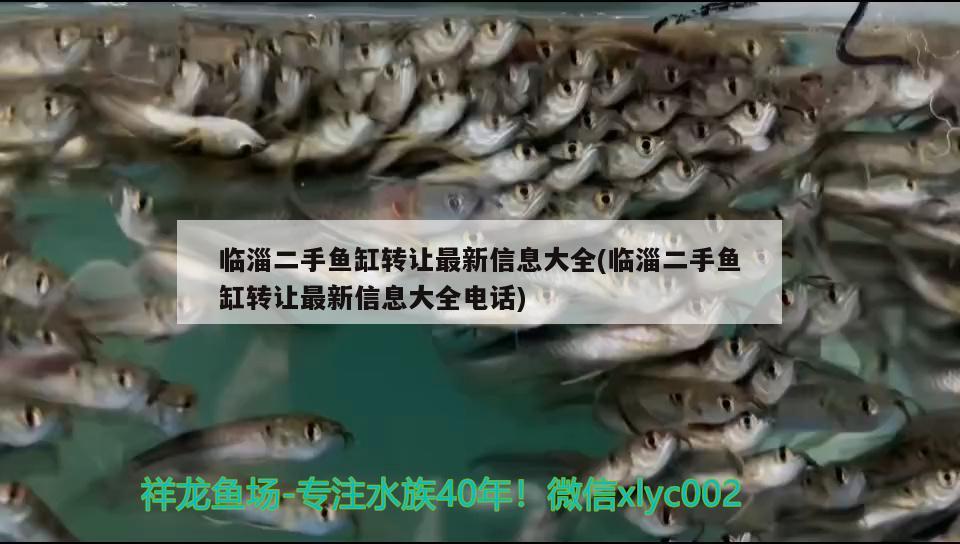 臨淄二手魚(yú)缸轉(zhuǎn)讓最新信息大全(臨淄二手魚(yú)缸轉(zhuǎn)讓最新信息大全電話(huà)) 龍鳳鯉魚(yú)