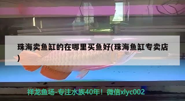 珠海賣魚缸的在哪里買魚好(珠海魚缸專賣店) BD魟魚 第1張