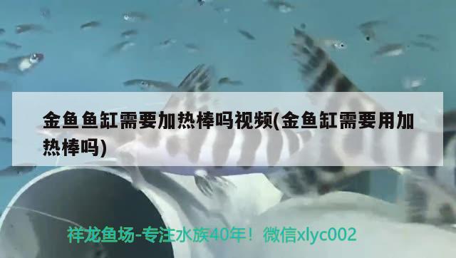 金魚魚缸需要加熱棒嗎視頻(金魚缸需要用加熱棒嗎) 非洲金鼓魚