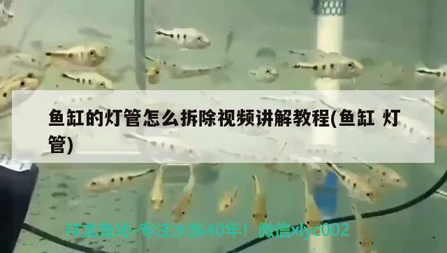 魚缸的燈管怎么拆除視頻講解教程(魚缸燈管) 白子銀版魚