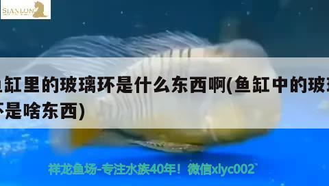 魚缸里的玻璃環(huán)是什么東西啊(魚缸中的玻璃環(huán)是啥東西) 黃鰭鯧魚