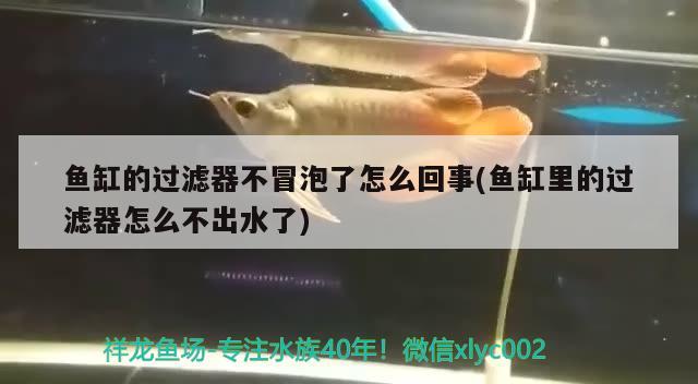 魚(yú)缸的過(guò)濾器不冒泡了怎么回事(魚(yú)缸里的過(guò)濾器怎么不出水了) 水族燈（魚(yú)缸燈）