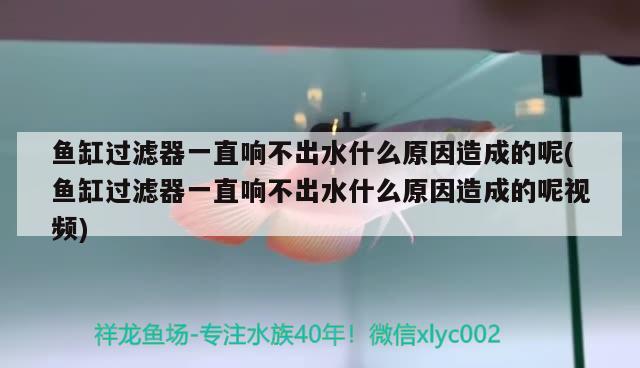 魚缸過濾器一直響不出水什么原因造成的呢(魚缸過濾器一直響不出水什么原因造成的呢視頻)