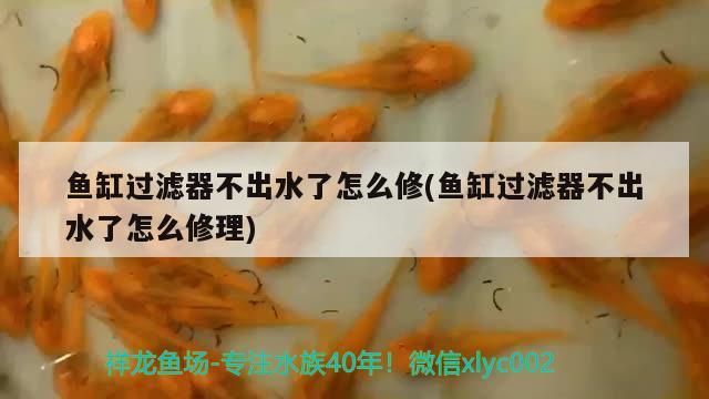 魚缸過濾器不出水了怎么修(魚缸過濾器不出水了怎么修理) 和尚魚