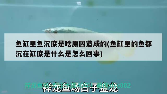 魚缸里魚沉底是啥原因造成的(魚缸里的魚都沉在缸底是什么是怎么回事) PH調(diào)節(jié)劑