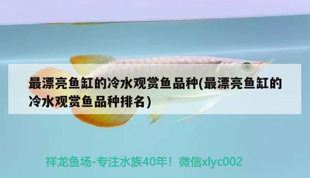 最漂亮魚缸的冷水觀賞魚品種(最漂亮魚缸的冷水觀賞魚品種排名) 球鯊魚