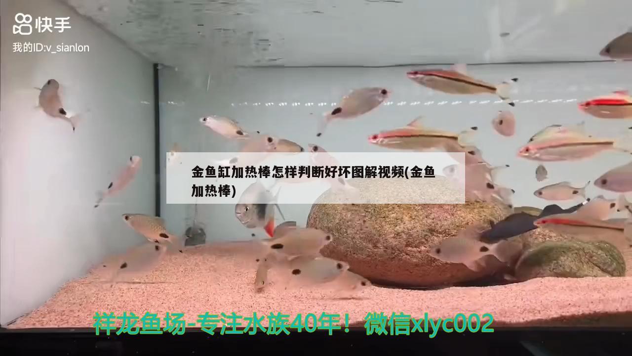 金魚缸加熱棒怎樣判斷好壞圖解視頻(金魚加熱棒)