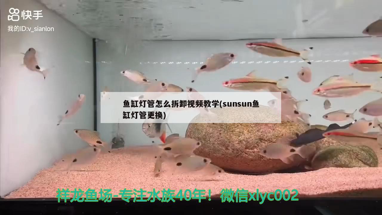 魚缸燈管怎么拆卸視頻教學(xué)(sunsun魚缸燈管更換) 紅頭利魚