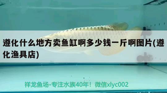 遵化什么地方賣魚(yú)缸啊多少錢一斤啊圖片(遵化漁具店)