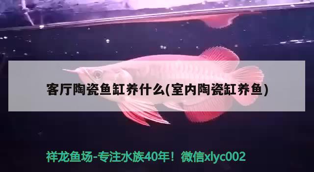 客廳陶瓷魚缸養(yǎng)什么(室內(nèi)陶瓷缸養(yǎng)魚)