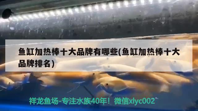 魚缸加熱棒十大品牌有哪些(魚缸加熱棒十大品牌排名)