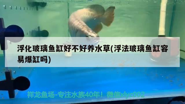 浮化玻璃魚缸好不好養(yǎng)水草(浮法玻璃魚缸容易爆缸嗎)