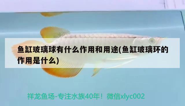 魚(yú)缸玻璃球有什么作用和用途(魚(yú)缸玻璃環(huán)的作用是什么) 祥龍龍魚(yú)魚(yú)糧