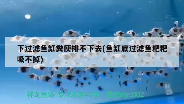 下過(guò)濾魚(yú)缸糞便排不下去(魚(yú)缸底過(guò)濾魚(yú)粑粑吸不掉)