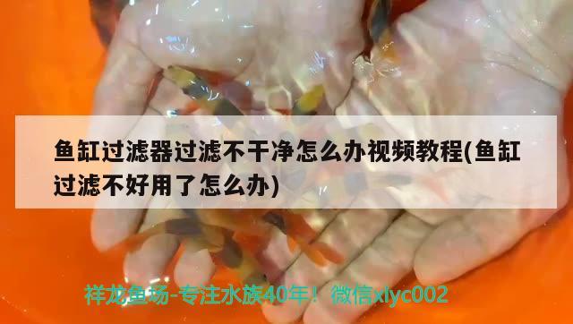 魚缸過濾器過濾不干凈怎么辦視頻教程(魚缸過濾不好用了怎么辦)