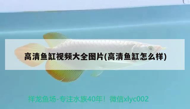 高清魚缸視頻大全圖片(高清魚缸怎么樣)