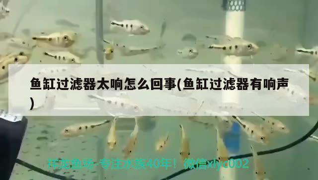 魚(yú)缸過(guò)濾器太響怎么回事(魚(yú)缸過(guò)濾器有響聲) 白子關(guān)刀魚(yú)苗