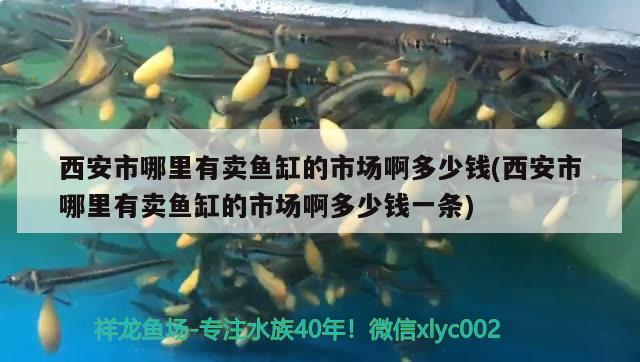 西安市哪里有賣魚缸的市場啊多少錢(西安市哪里有賣魚缸的市場啊多少錢一條) 彩鰈魚缸（彩蝶魚缸）