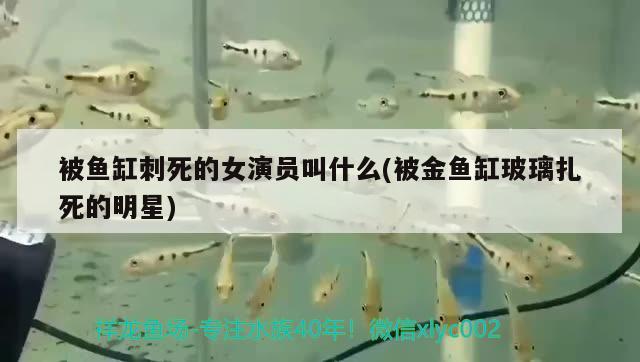 被魚缸刺死的女演員叫什么(被金魚缸玻璃扎死的明星)